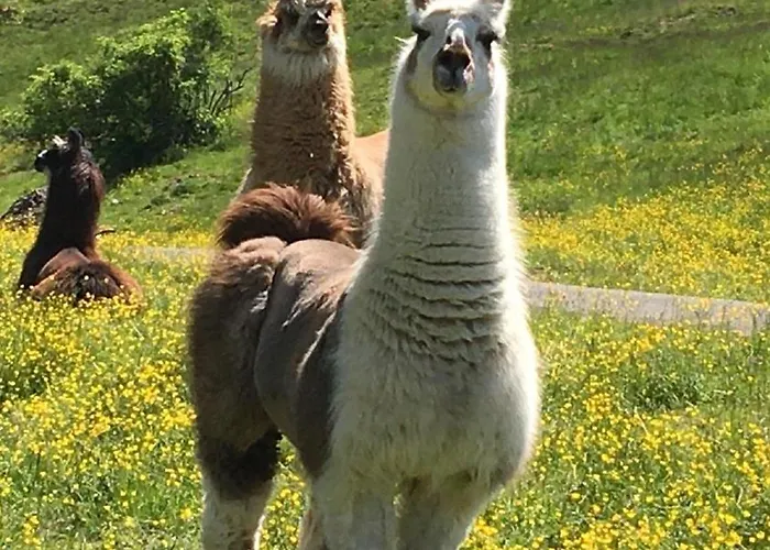 Haus Martin * Пфронтен