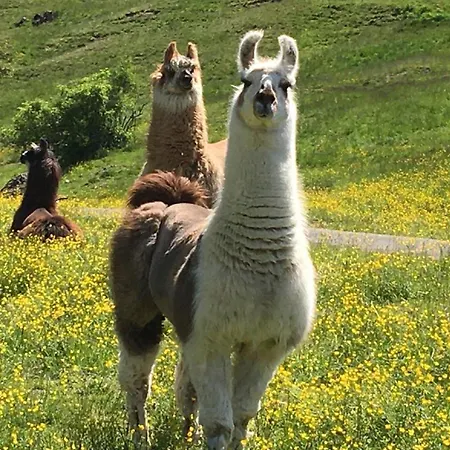 Haus Martin * Pfronten